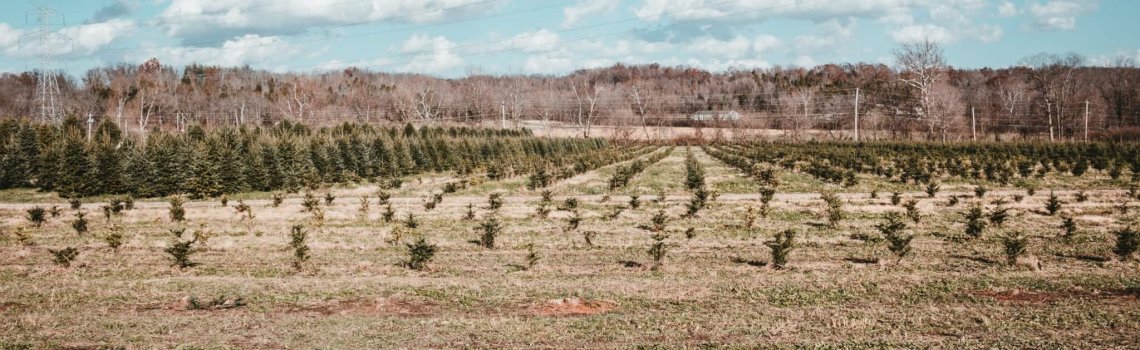 https://unsplash.com/photos/a-large-field-with-rows-of-trees-in-it-132o0Or1zpM